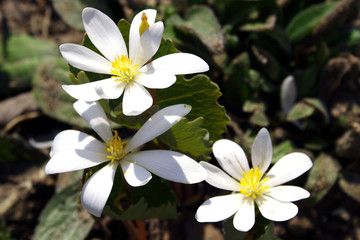 spring flowers in a garden.