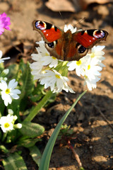 primrose and butterfly