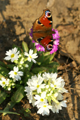 Fototapeta premium primrose and butterfly