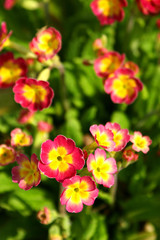 primroses