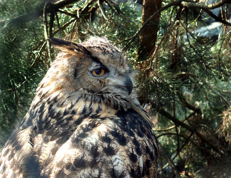 eagle-ovl