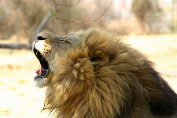 yawning lion © Clayton Bowles