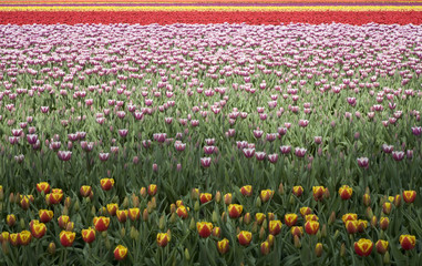 tulip field 15