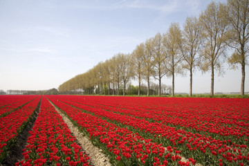 tulip field 18