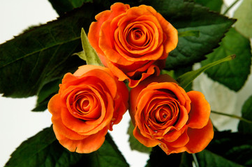 Naklejka premium roses 2a