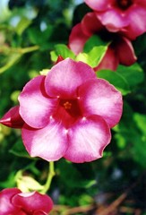 Fototapeta na wymiar kwiaty Gwadelupa