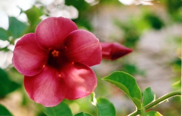 Fototapeta na wymiar kwiaty Gwadelupa