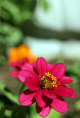 Fototapeta premium zinnia and bee vertical