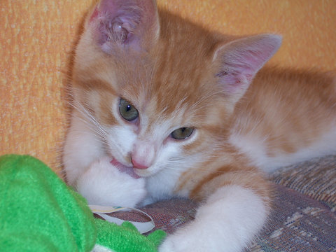 ginny