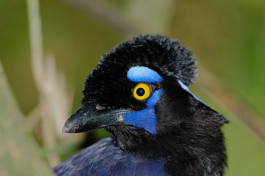 plush-crested jay