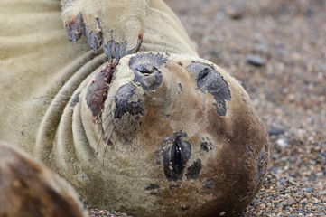 éléphant de mer