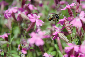 bee collecting honey in the field