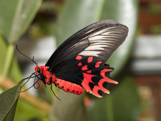 schmetterling