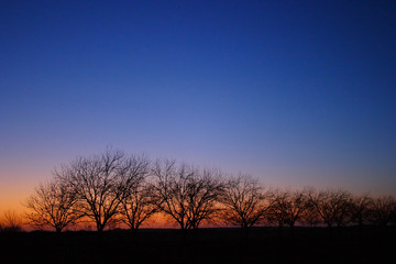 Fototapeta na wymiar trees on horizon at sunset ver2