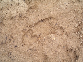 Fototapeta na wymiar spuren im sand (1)