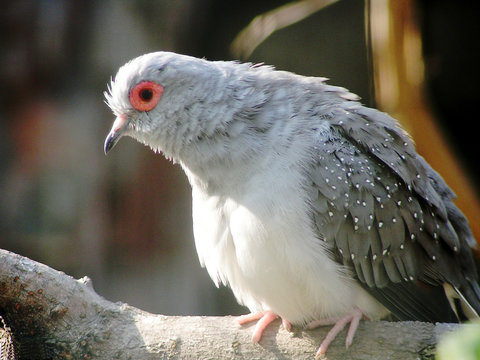 rainbow-hued pigeon