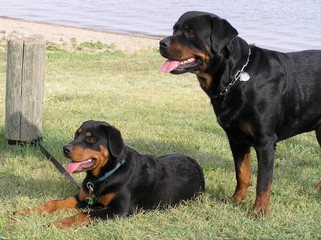 rottweiler beach