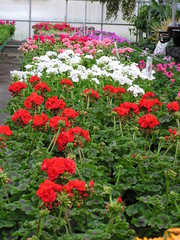 geraniums for sale