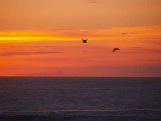 oregon sunset with birds