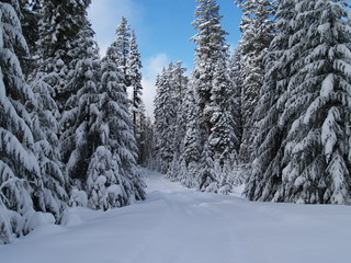 Obraz premium oregon snowy trail