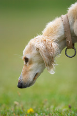 taigan (kyrgyz borzoi) dog head