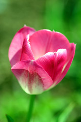 rosa tulpe