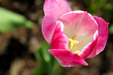 tulpe © Elena kouptsova