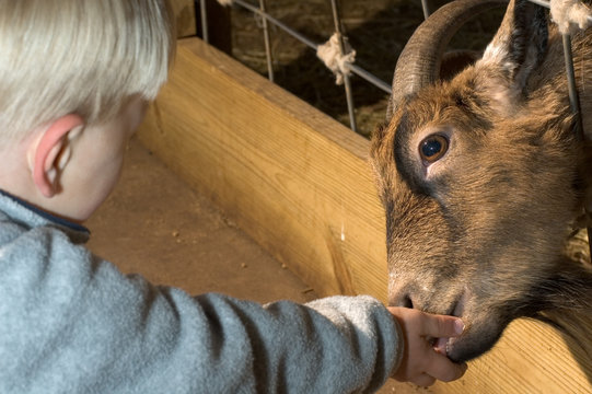 Petting Zoo