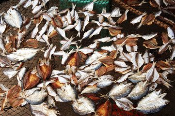 thailand, koh samui: seafood on a market