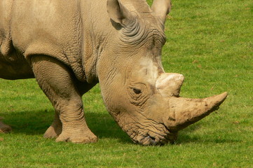 Fototapeta premium rhino