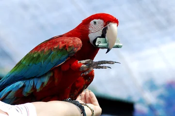 Gordijnen red macaw show with money © TMAX