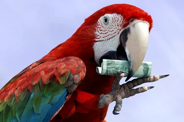 Fotobehang rode ara show met geld © TMAX