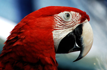 Fototapeta premium red macaw