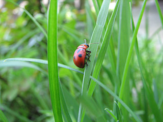 ladybug on the grass