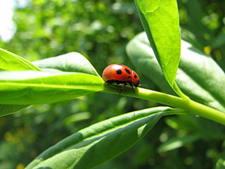 ladybug