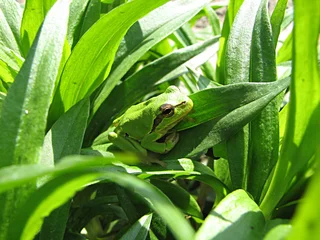 Gordijnen kleine groene kikker op het groene gras © Ksenija Djurica