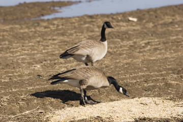 feed the wild bird during migration - watch it clo