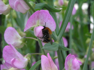 bee collecting pollen