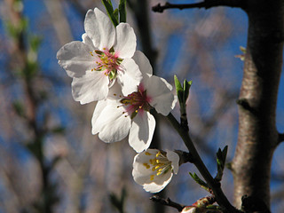 white flowers of apple tree