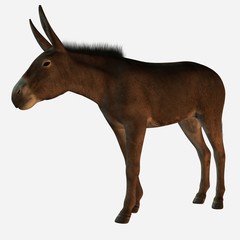 donkey