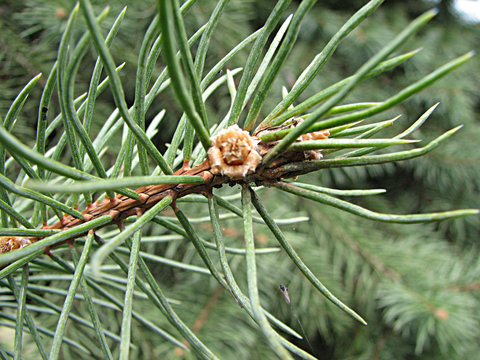 small needle of a pine-tree
