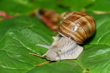 escargot