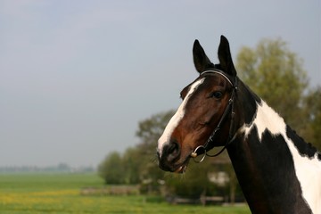 Obraz premium horse head portrait