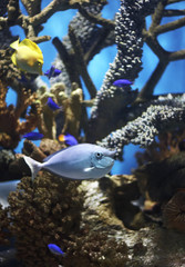 unicornfish © Ian Scott
