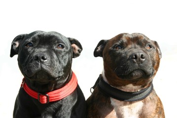 staffordshire terrier dogs