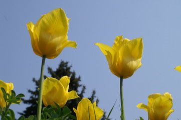 gelbe tulpen vor blauem himmel