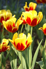 rot-gelbe tulpe