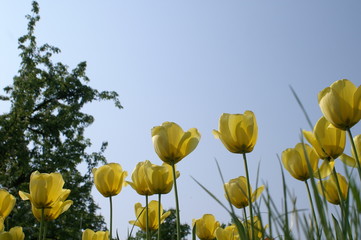 gelbe tulpen vor blauem himmel