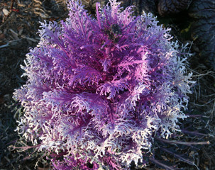 cabbage plant