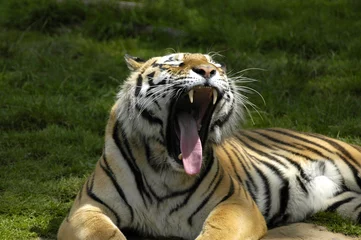 Papier Peint photo Lavable Tigre yawning tiger
